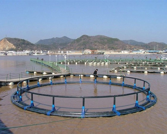 深水网箱养殖